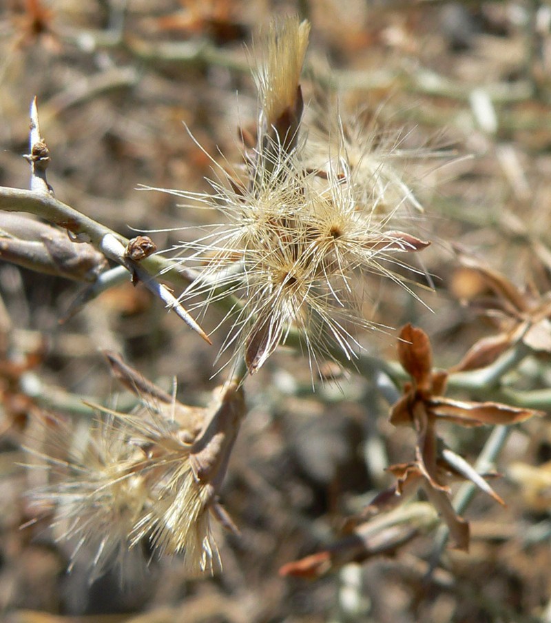 Thorn Skeletonweed photo 4