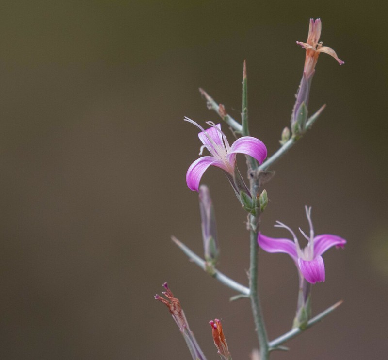 Thorn Skeletonweed photo 2