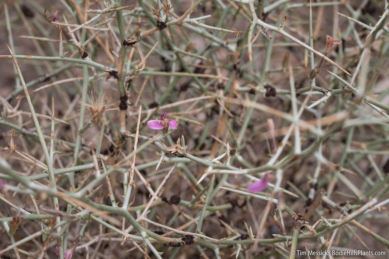 Thorn Skeletonweed photo 4