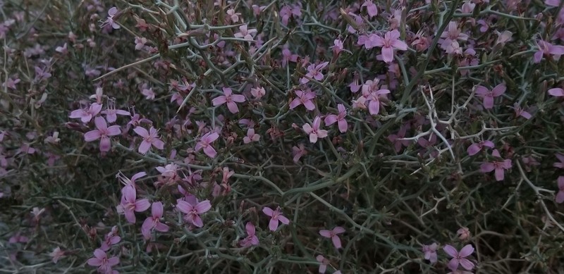 Thorn Skeletonweed photo 7