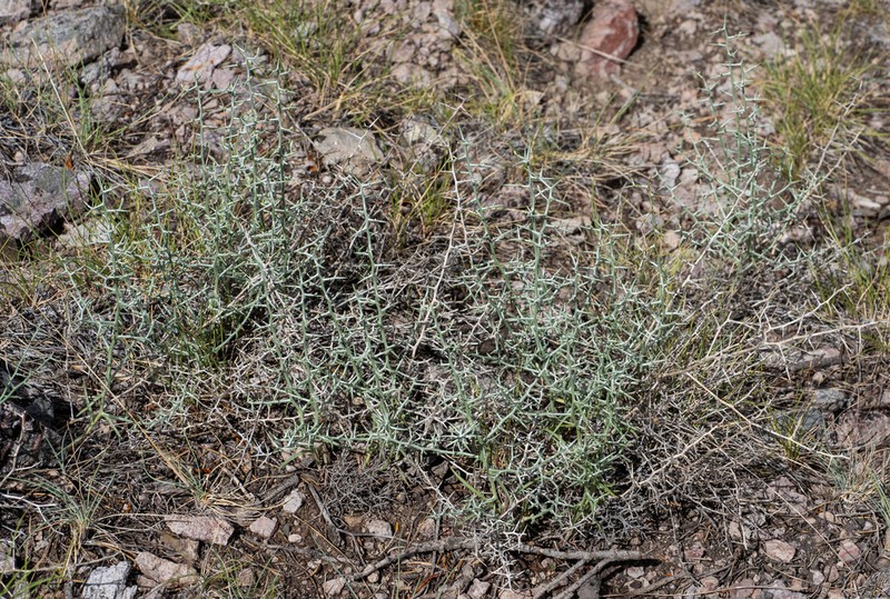 Thorn Skeletonweed photo 8