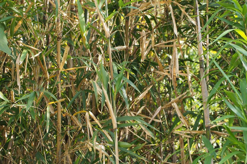 Simon Bamboo photo 6