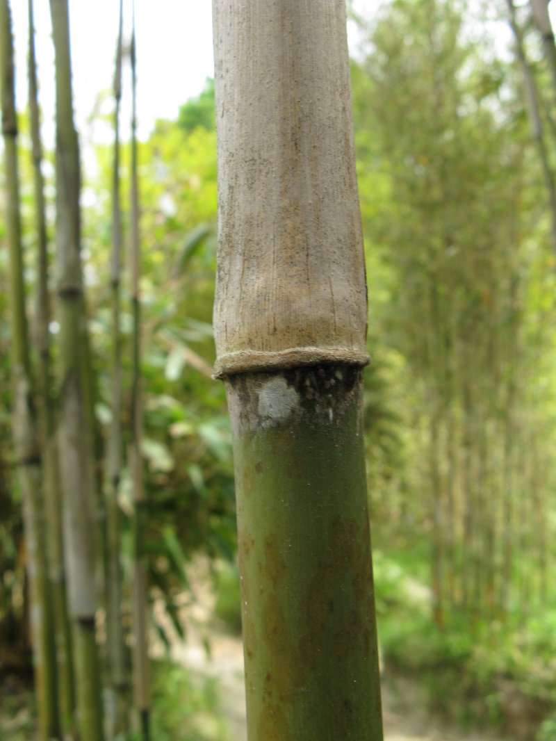 Simon Bamboo photo 7