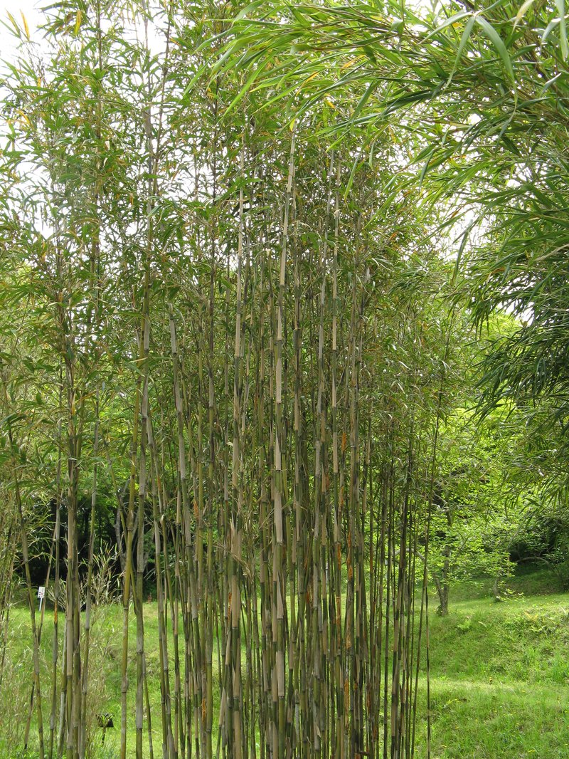 Simon Bamboo photo 8