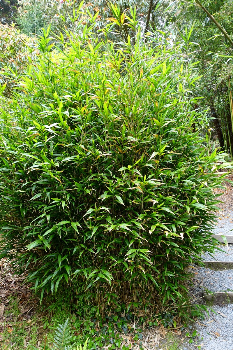 Simon Bamboo photo 2