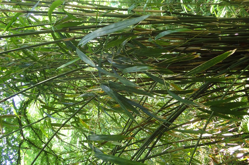 Simon Bamboo photo 3