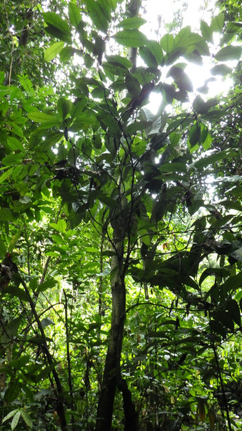Pleiocarpa robusta