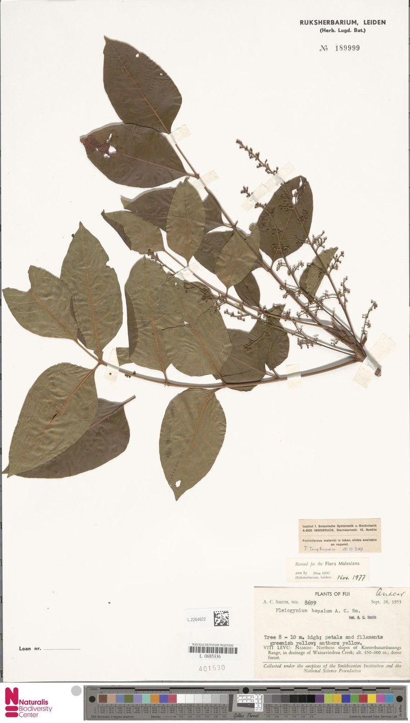 Pleiogynium hapalum photo 2