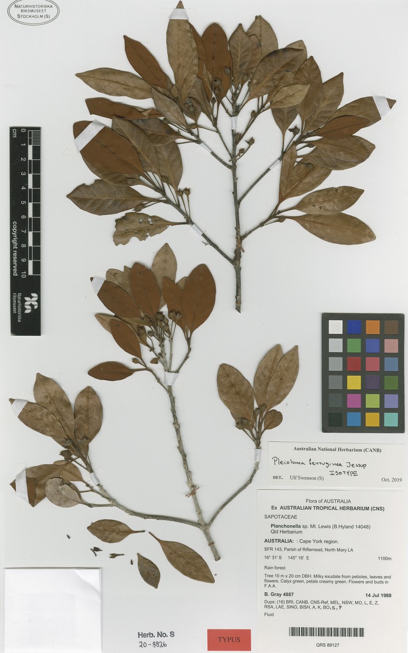Pleioluma ferruginea