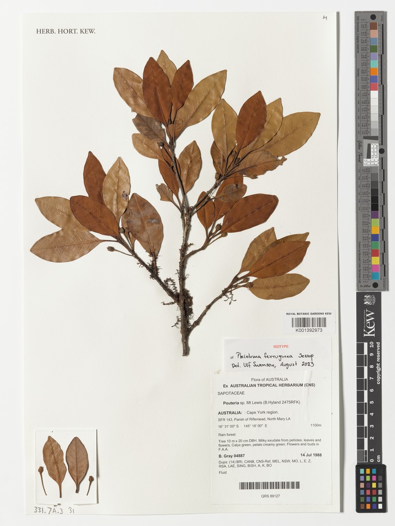 Pleioluma ferruginea photo 2