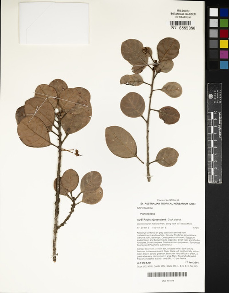 Pleioluma pilosa