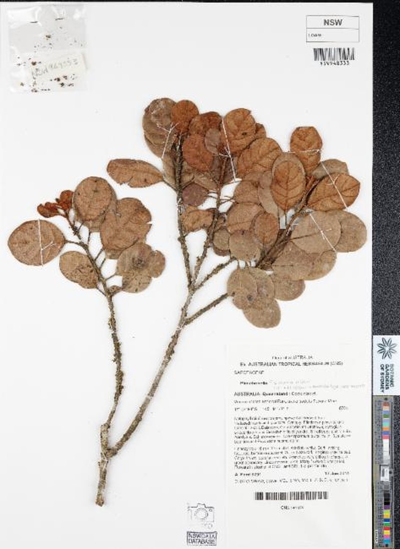 Pleioluma pilosa photo 2