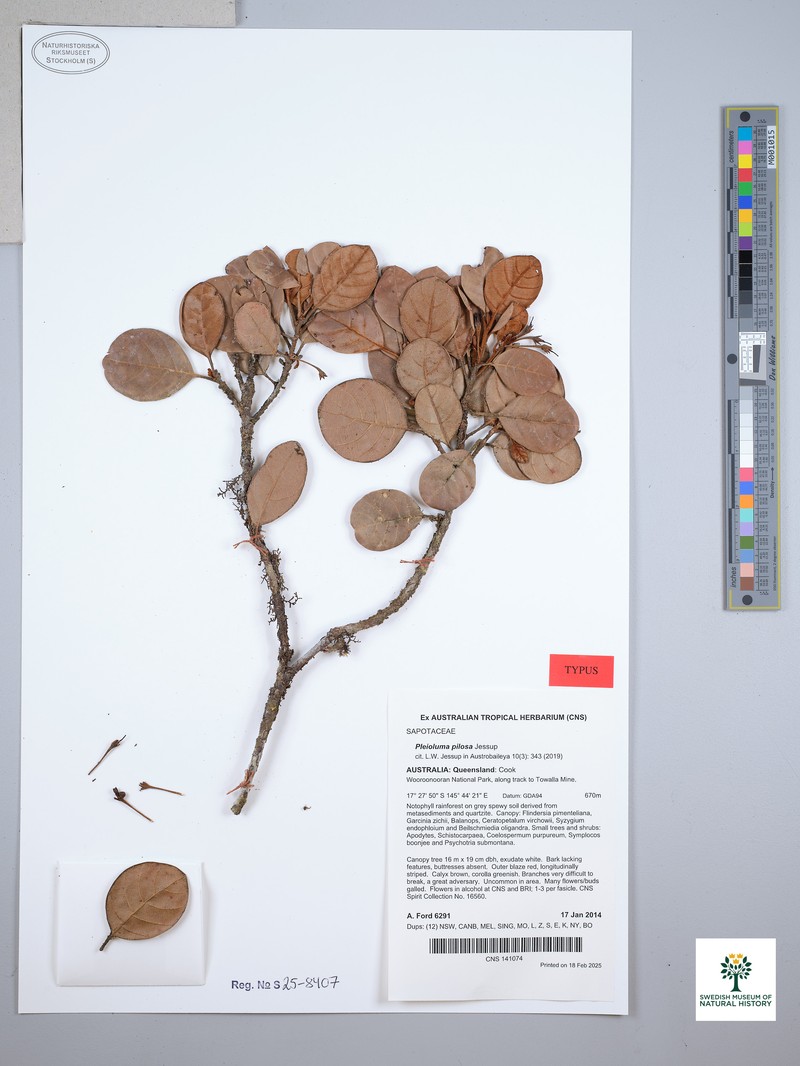 Pleioluma pilosa photo 3