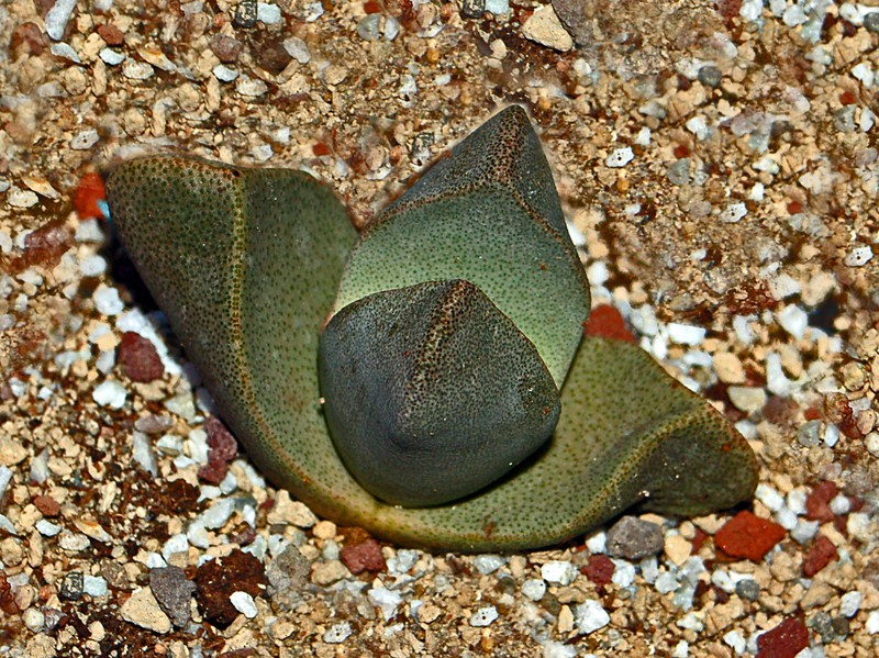 Pleiospilos bolusii