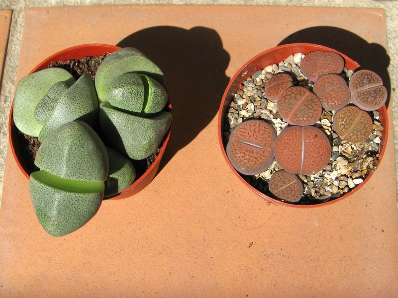 Pleiospilos bolusii photo 2