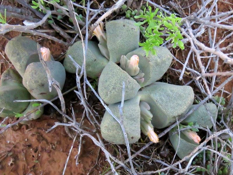 Pleiospilos bolusii photo 3