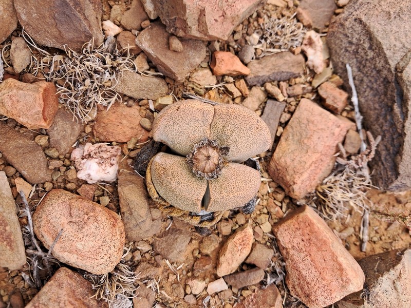 Pleiospilos bolusii photo 5