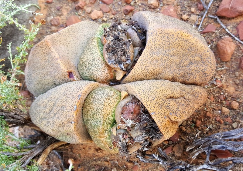 Pleiospilos bolusii photo 6