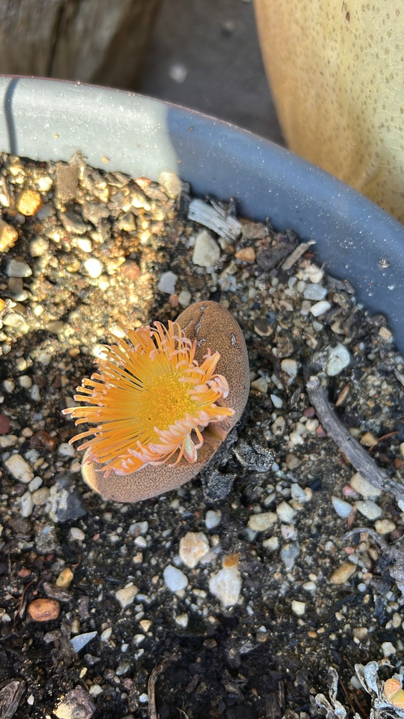 Pleiospilos bolusii photo 7