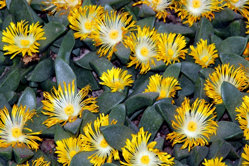 Pleiospilos compactus