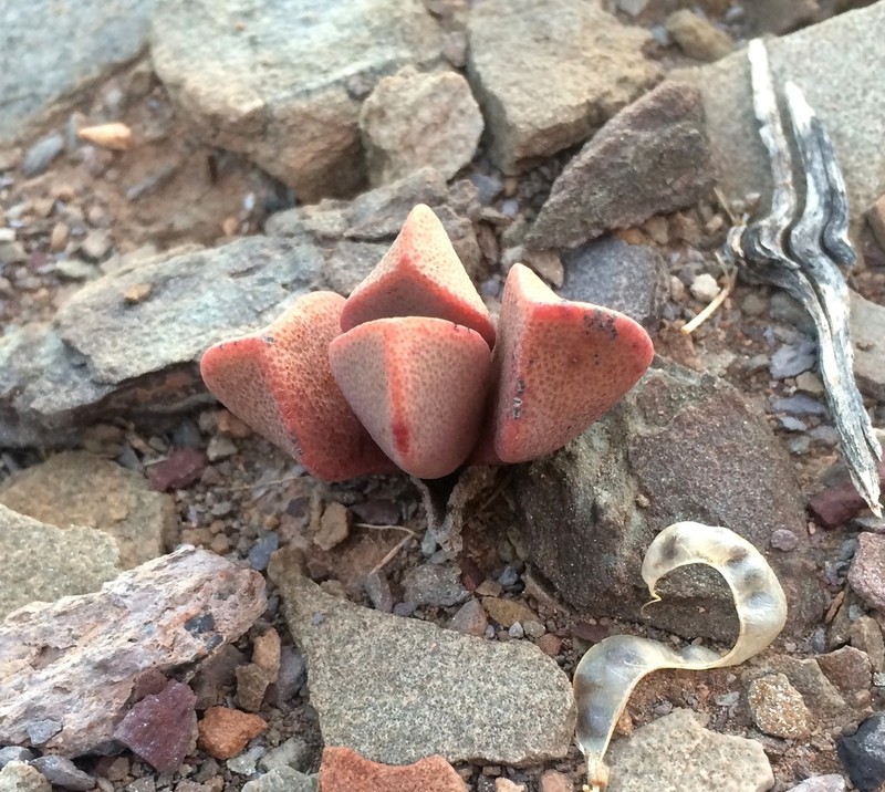 Pleiospilos compactus photo 2