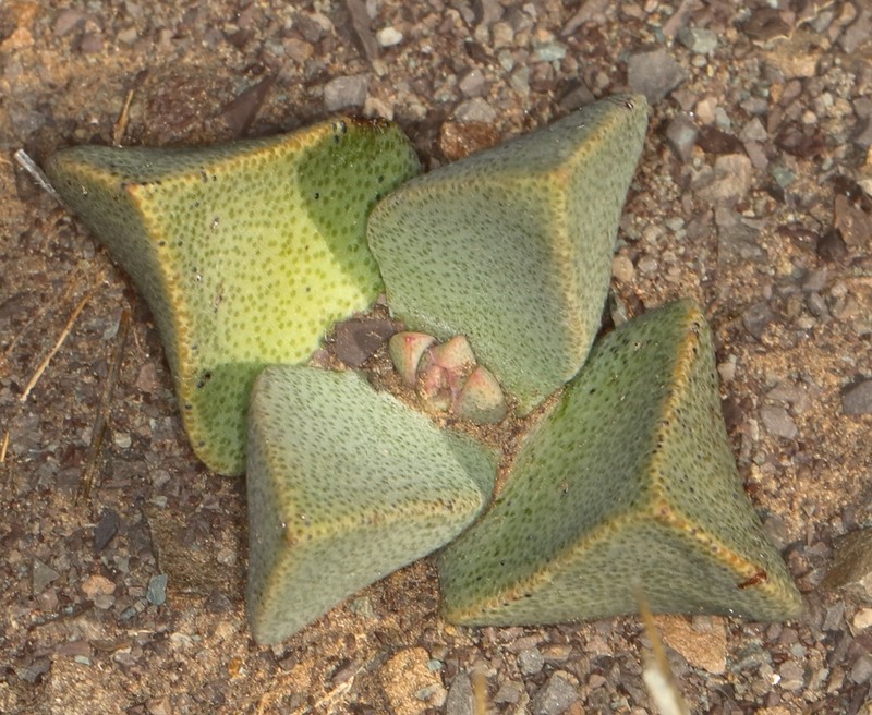 Pleiospilos compactus photo 3
