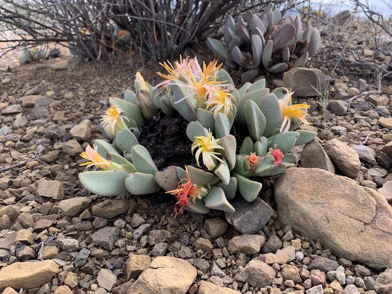 Pleiospilos compactus photo 4