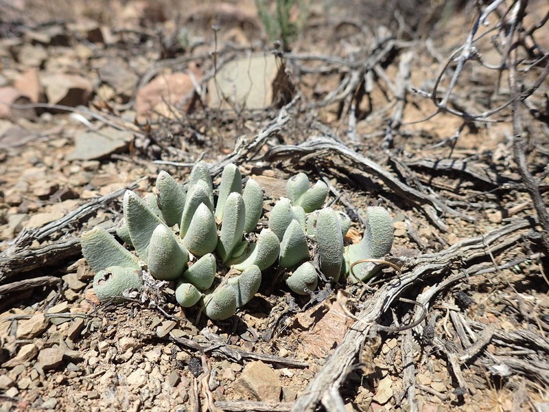 Pleiospilos compactus photo 5