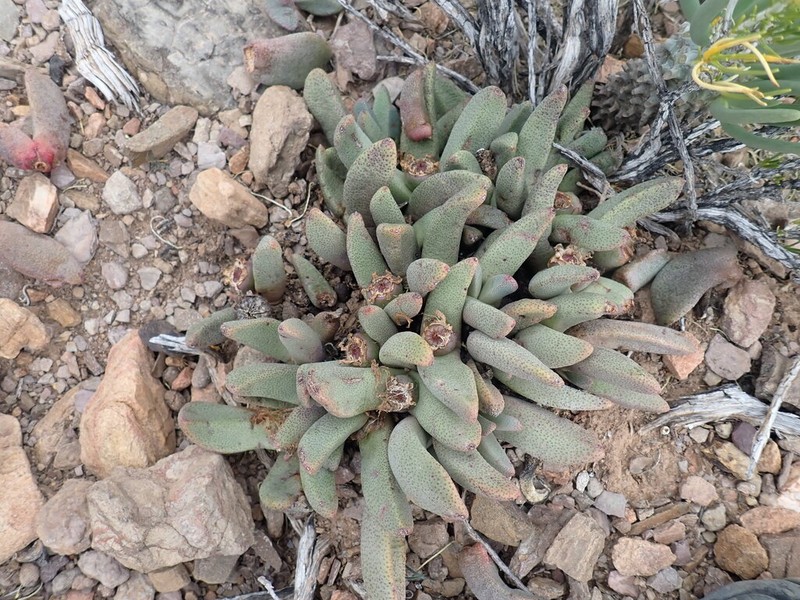 Pleiospilos compactus photo 6