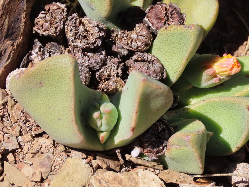 Pleiospilos compactus photo 7