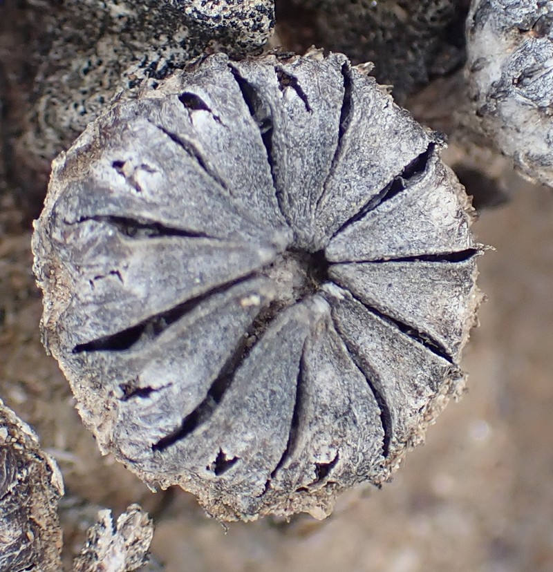 Pleiospilos compactus subsp. canus photo 2