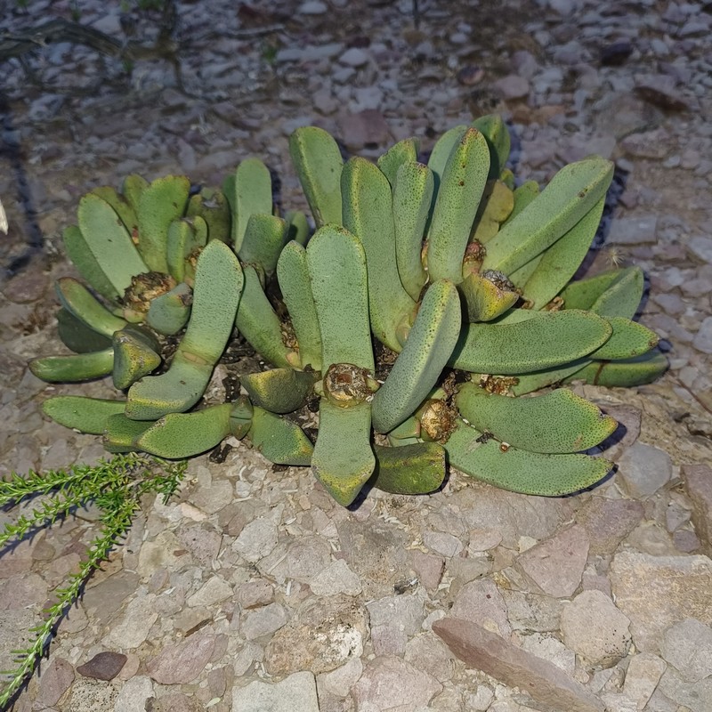 Pleiospilos compactus subsp. canus photo 3