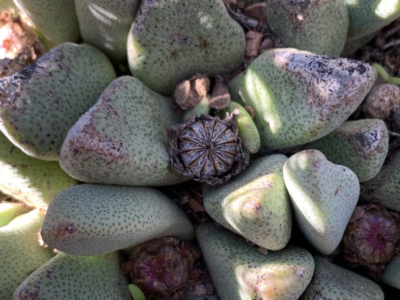 Pleiospilos compactus subsp. canus photo 5
