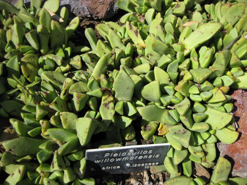 Pleiospilos compactus subsp. canus