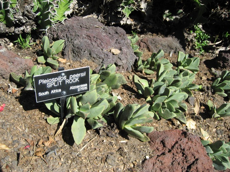 Pleiospilos compactus subsp. canus photo 6