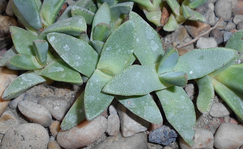 Pleiospilos compactus subsp. canus photo 7