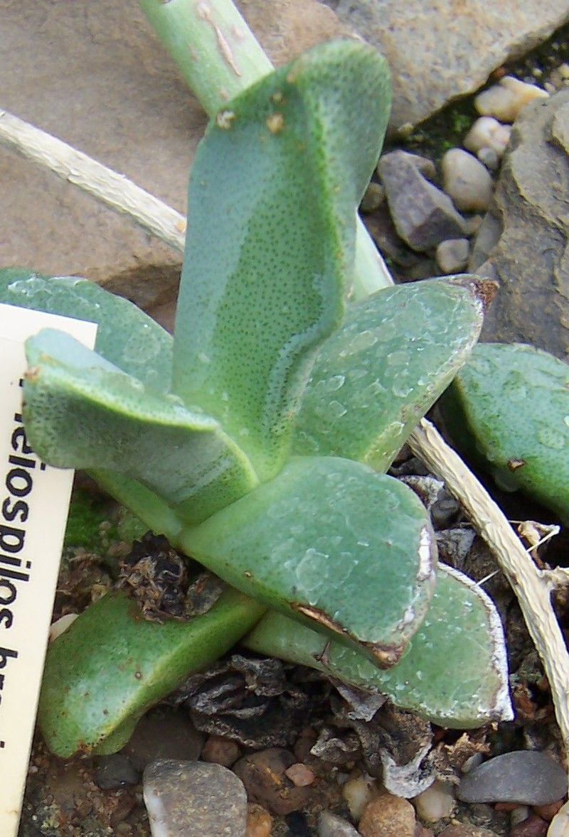 Pleiospilos compactus subsp. canus photo 8
