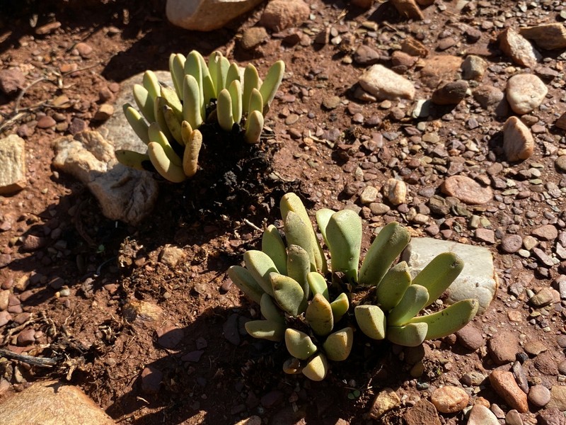 Pleiospilos compactus subsp. compactus photo 2
