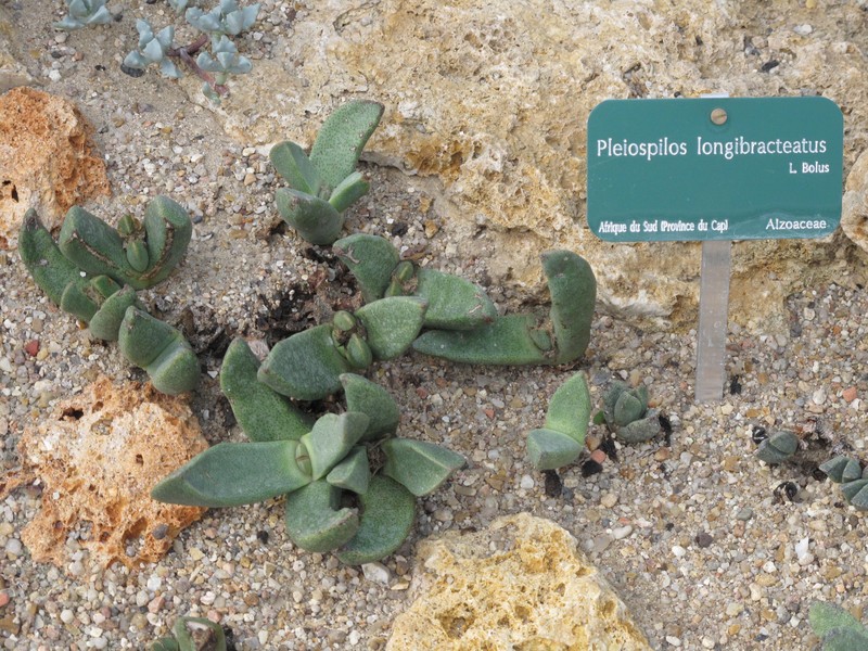 Pleiospilos compactus subsp. compactus