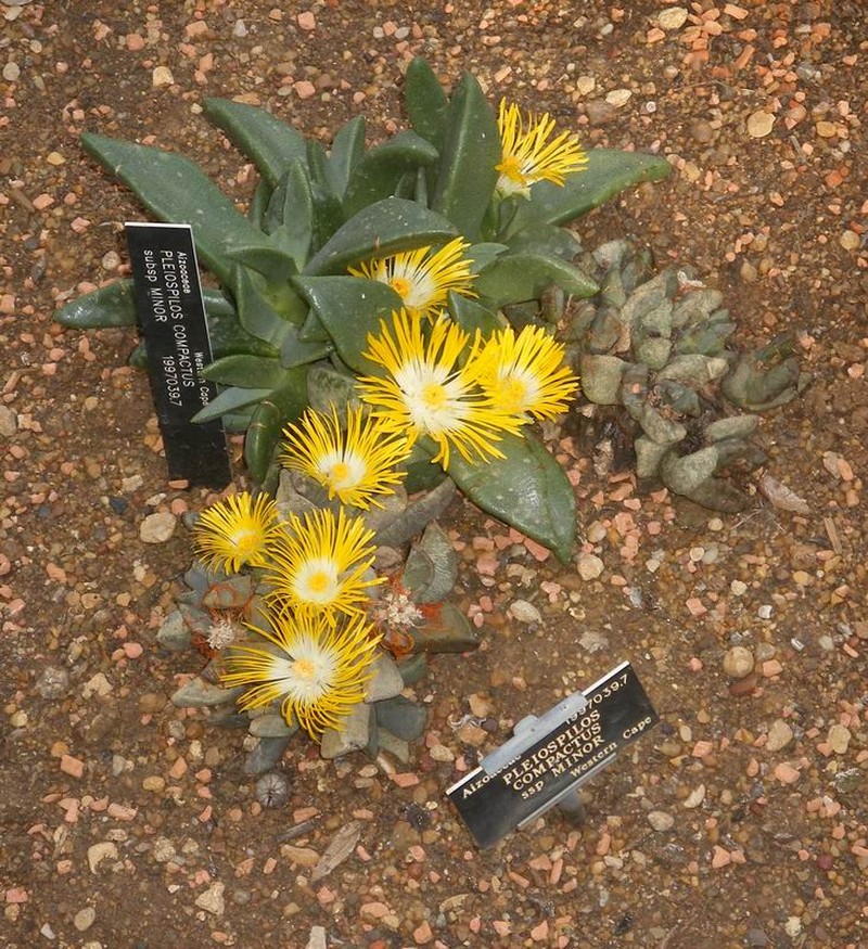 Pleiospilos compactus subsp. minor
