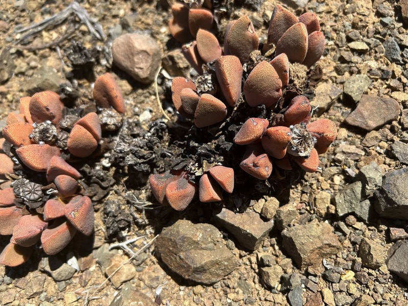 Pleiospilos compactus subsp. sororius photo 2