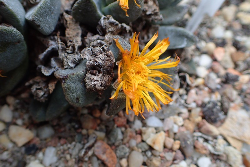 Pleiospilos compactus subsp. sororius