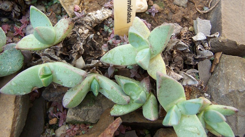 Pleiospilos compactus subsp. sororius photo 3