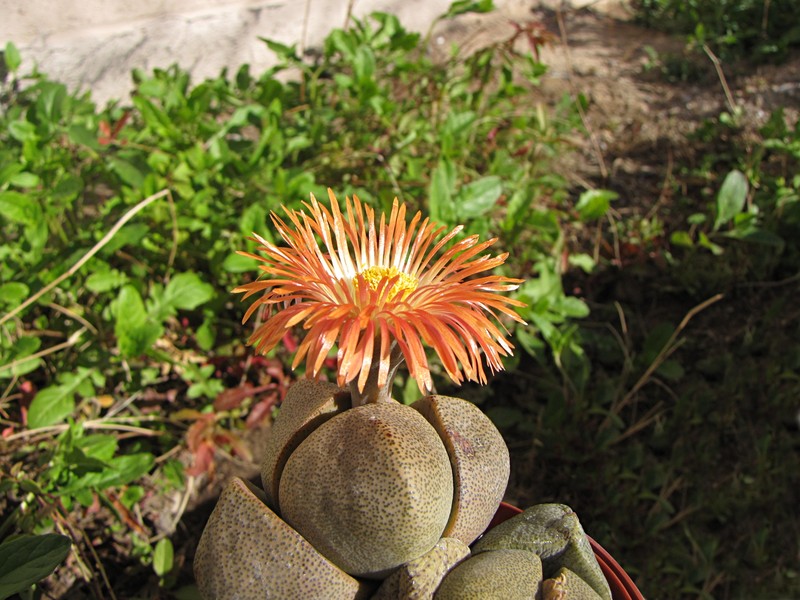 Pleiospilos nelii