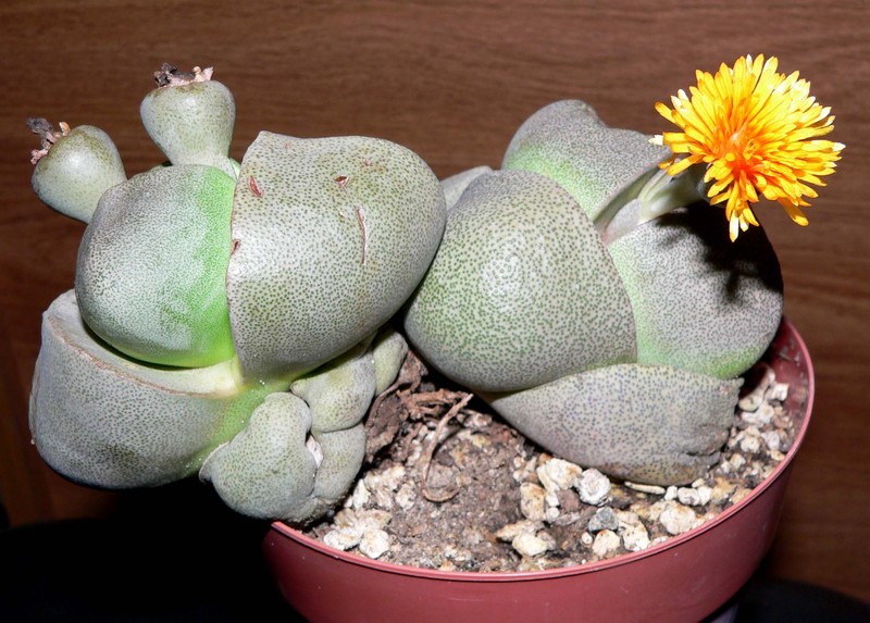 Pleiospilos nelii photo 2
