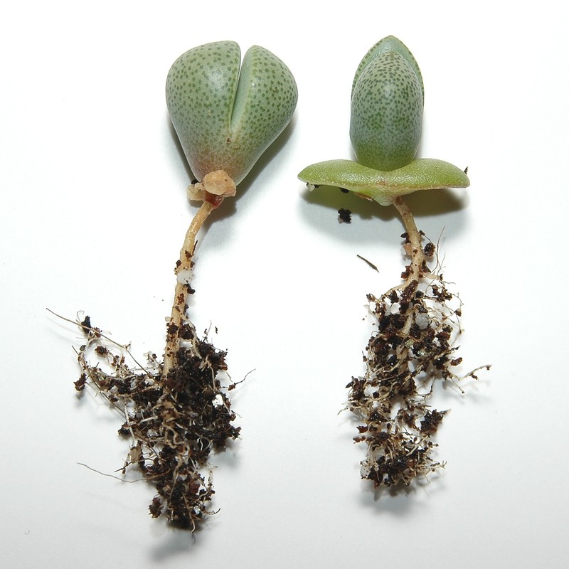 Pleiospilos nelii photo 3