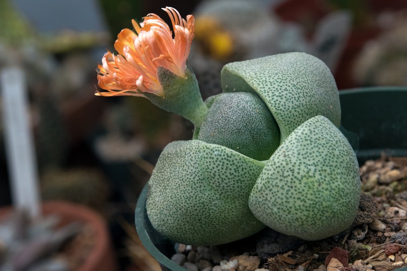 Pleiospilos nelii photo 4