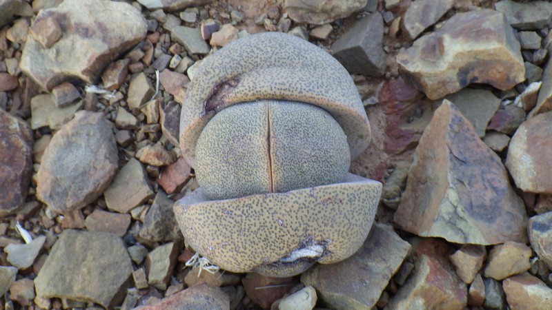 Pleiospilos nelii photo 5