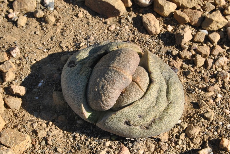 Pleiospilos nelii photo 6