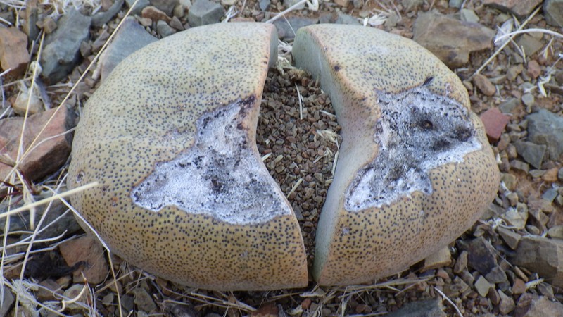 Pleiospilos nelii photo 7